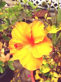 Close-up of yellow flower