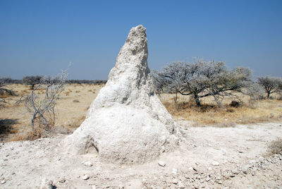 Bare tree on desert against clear sky