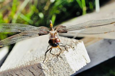 Close-up of dragonfly on plant