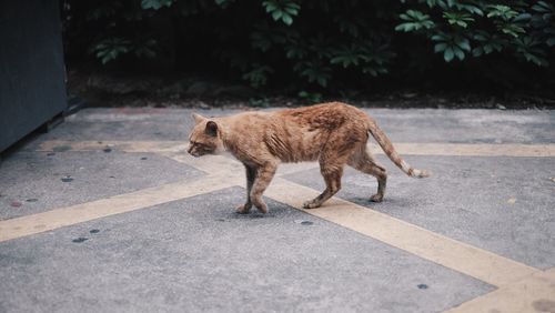 Full length of a cat standing on road