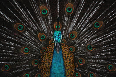 Full frame shot of peacock