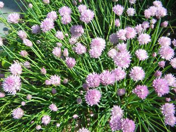 Pink flowers blooming on field