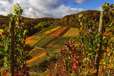 View of vineyard against cloudy sky