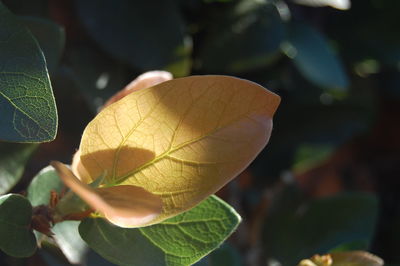 Close-up of plant in autumn leaf