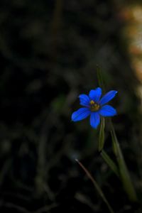 Close-up of flower blooming outdoors