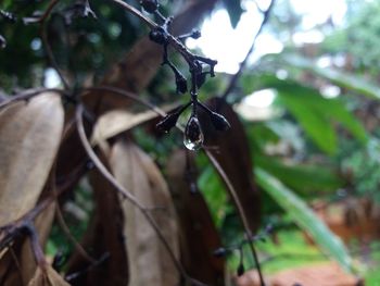 Close-up of plant