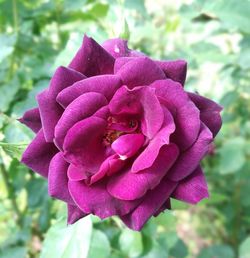 Close-up of pink rose