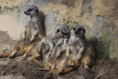 Meerkats resting against wall