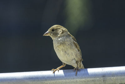 Close-up of bird perching on railing