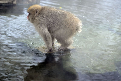 Monkey in a lake