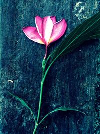 Close-up of flower blooming outdoors