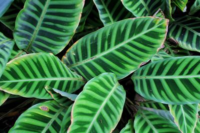Close-up of fresh green leaves