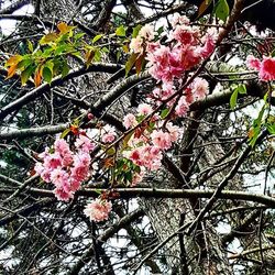 Low angle view of pink flowers blooming on tree