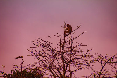 Low angle view of bird perching on a tree