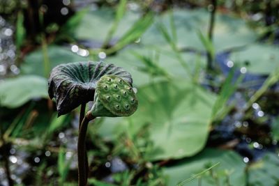 Close-up of water drops on plant