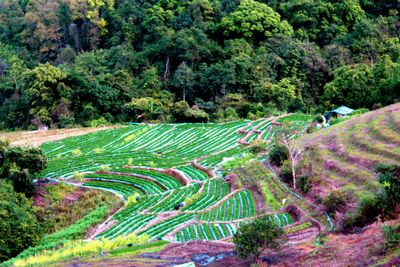 High angle view of agricultural field