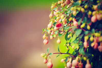 Bush group of small pink fuchsia flowers with green leaves, selective focus