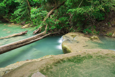 Scenic view of river in forest