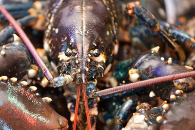 Close-up of crab for sale in market