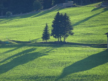 Shadow of tree on field