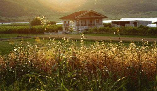 Plants growing on field by houses against buildings