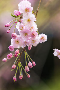 Close-up of pink cherry blossoms in spring