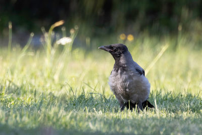 Close-up of bird perching on grass