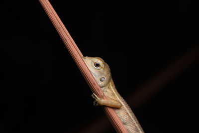 Close-up of lizard on twig at night