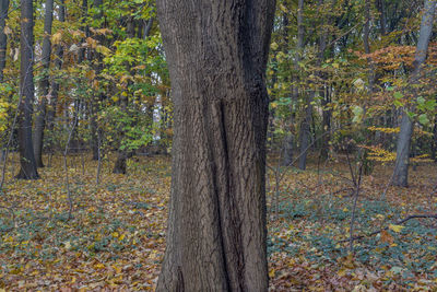 Trees in forest during autumn