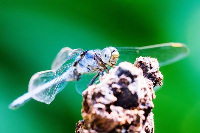 Close-up of insect