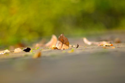 Close-up of dry leaves on dry leaves