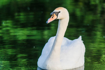 Swan swimming in lake