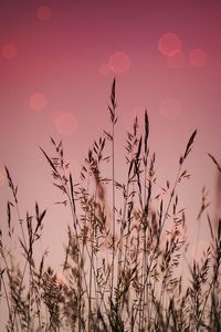 Flowers and sky