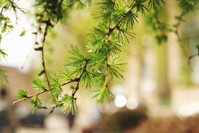 Close-up of branches hanging outdoors