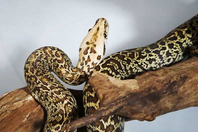 Python on wood against white background