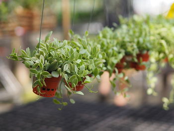 Close-up of potted plant