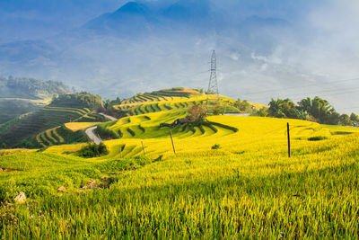 Scenic view of agricultural field against sky