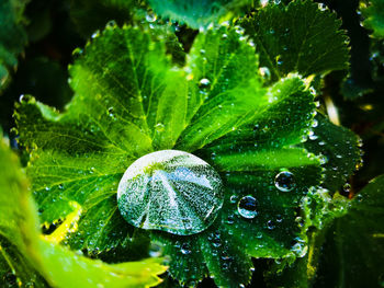 Close-up of wet plant leaves during rainy season