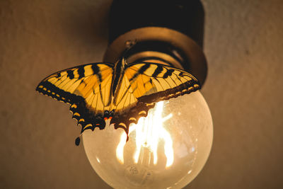 Butterfly on a lightbulb 