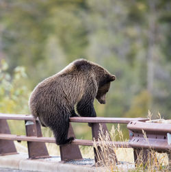 Side view of an animal pen