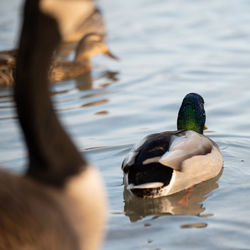 Ducks swimming in lake