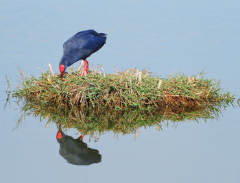 Bird perching on a lake