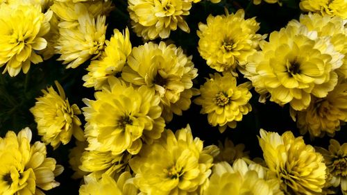 Full frame of yellow flower