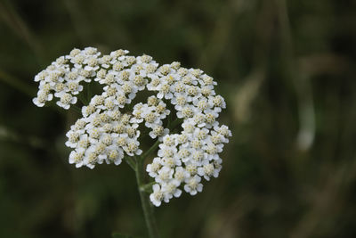 Close-up of white flowering plant in park