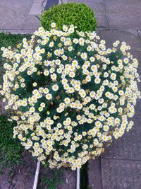 High angle view of flowering plant in city