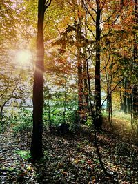 Sun shining through trees