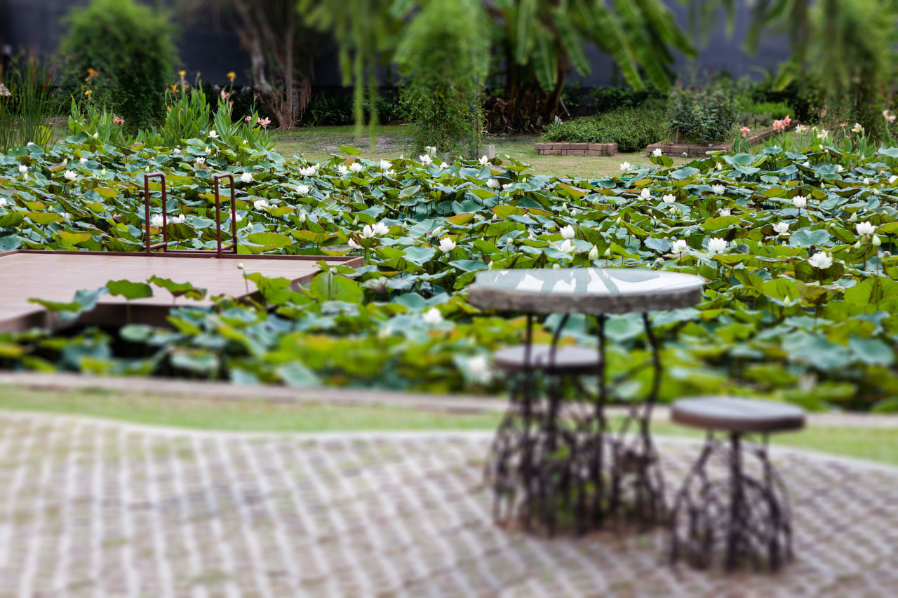 PLANTS AND TABLE ON FIELD BY PARK