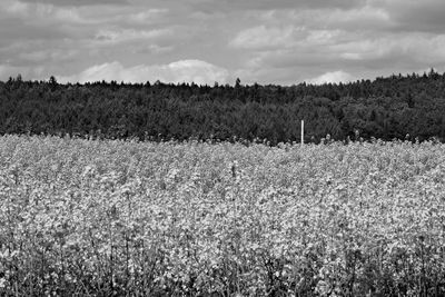 Scenic view of field against cloudy sky