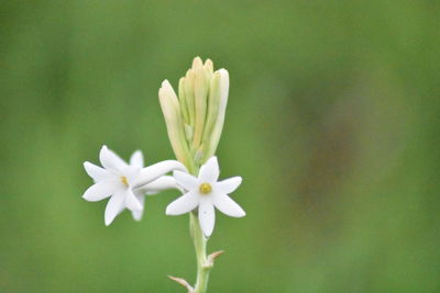 Close-up of white flowering plant