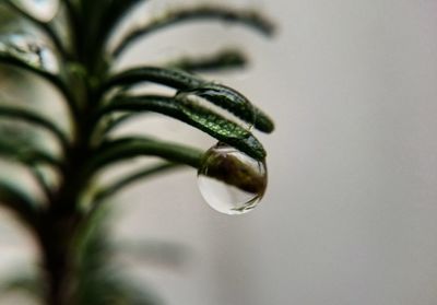 Close-up of wet pine needle